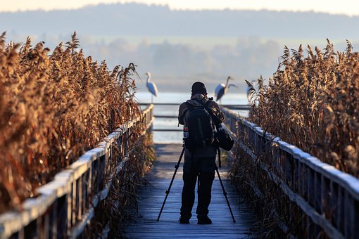 Fotograf, Spring Lake, Reiher, Natur
