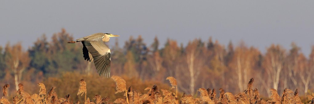 Federsee, Graureiher, Flug, Naturschutz