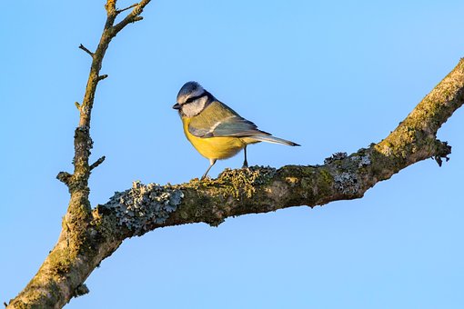 Federsee, Blaumeise, Naturschutz