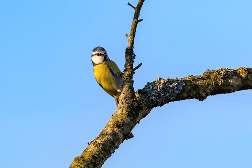 Federsee, Blaumeise, Naturschutz