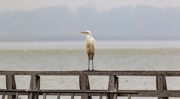Federsee, Silberreiher, Steg, Holzsteg