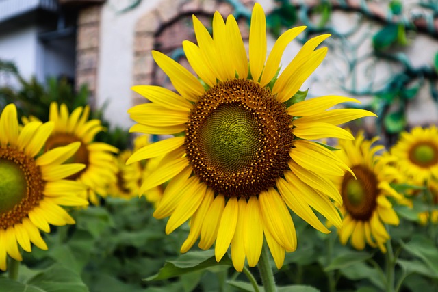 Free Sunflower Blossom photo and picture