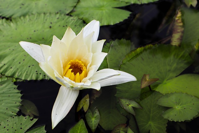 Free Water Lily Pond photo and picture
