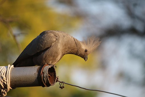 Vogel, Pole, Natur