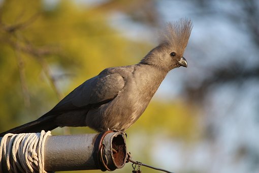 Vogel, Pole, Natur
