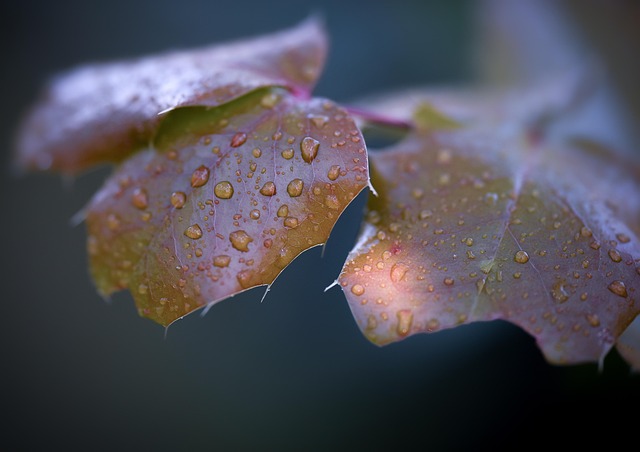 Free Autumn Sonbahar photo and picture