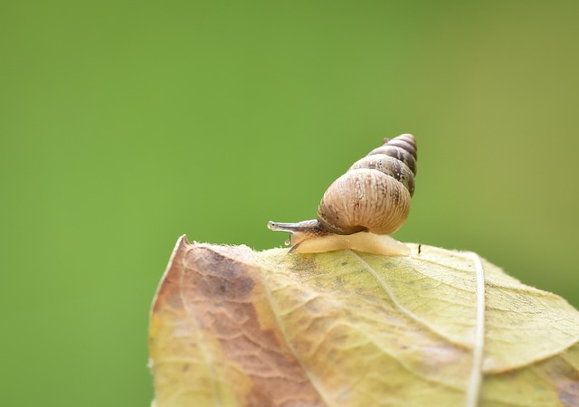 Free Macro Salyangoz photo and picture