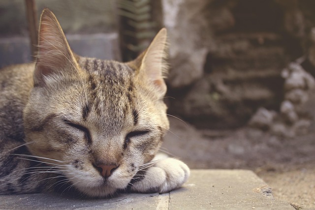 Free Adorable Animal photo and picture