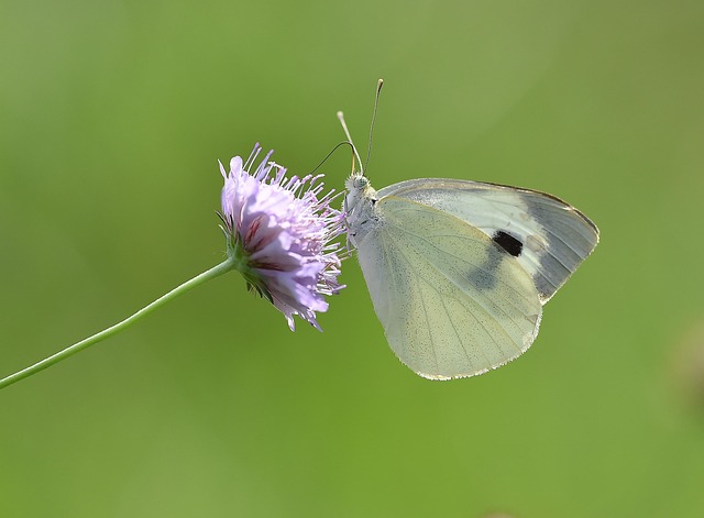 Free Butterfly Macro photo and picture