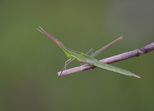 Free Macro Wild photo and picture