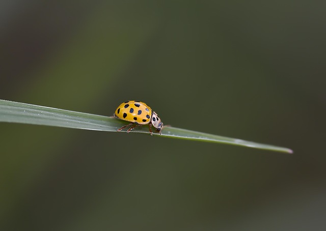 Free Macro Wallpaper photo and picture