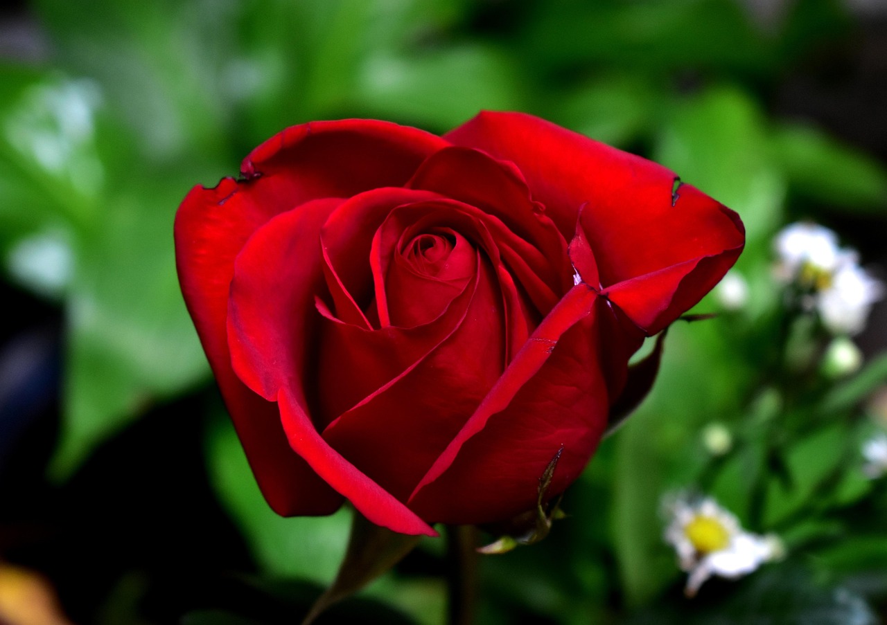 Rosa Flor Plantar - Foto gratuita no Pixabay - Pixabay