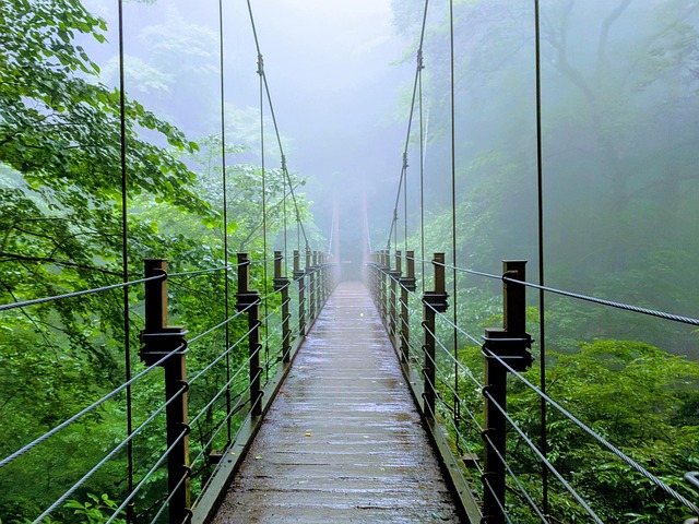 Free Bridge Jungle photo and picture