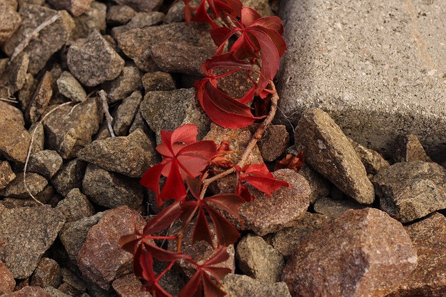 Free Fall Leaves photo and picture
