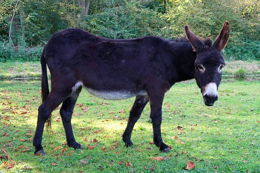 Mula, Burros, Orejas, Animales