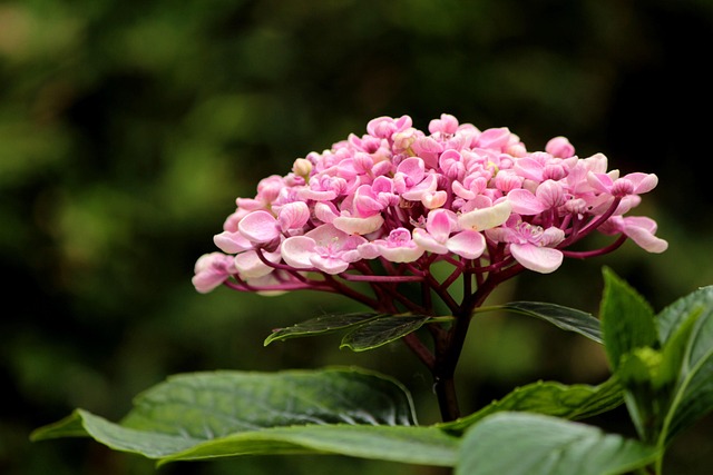 Hydrangea, Blomst, Lyserød