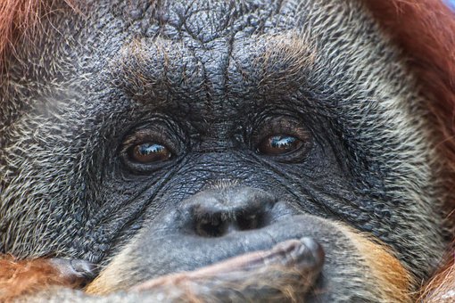 55 Gambar Orang Utan Sedih Paling Keren 55 Gambar Orang Utan Sedih Paling Keren