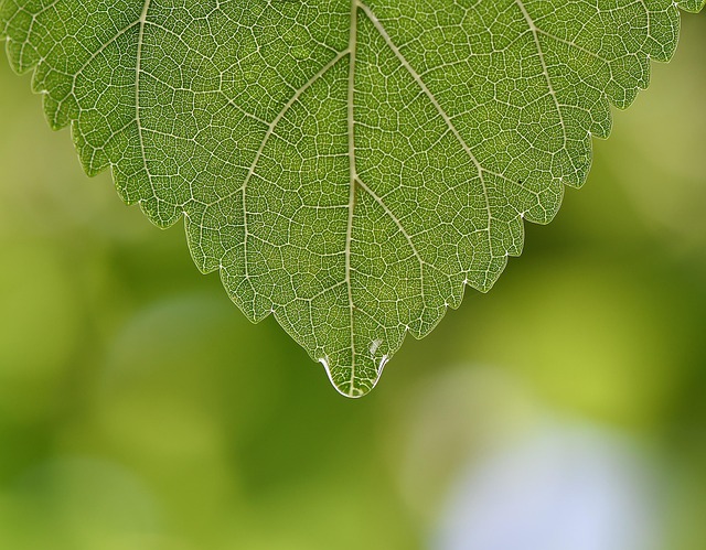 Free Green Leaf photo and picture