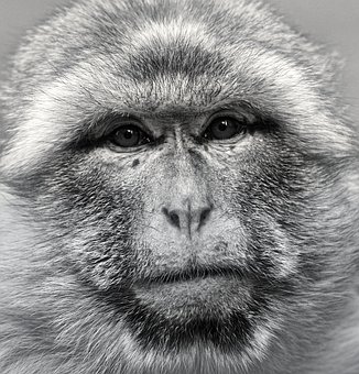 ape images pixabay download