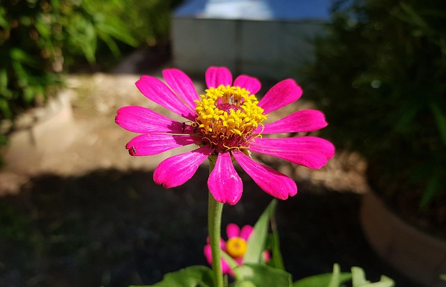 Flowers, Flowers Pink