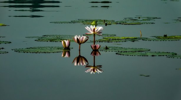 Louts, Papel De Parede De Flores