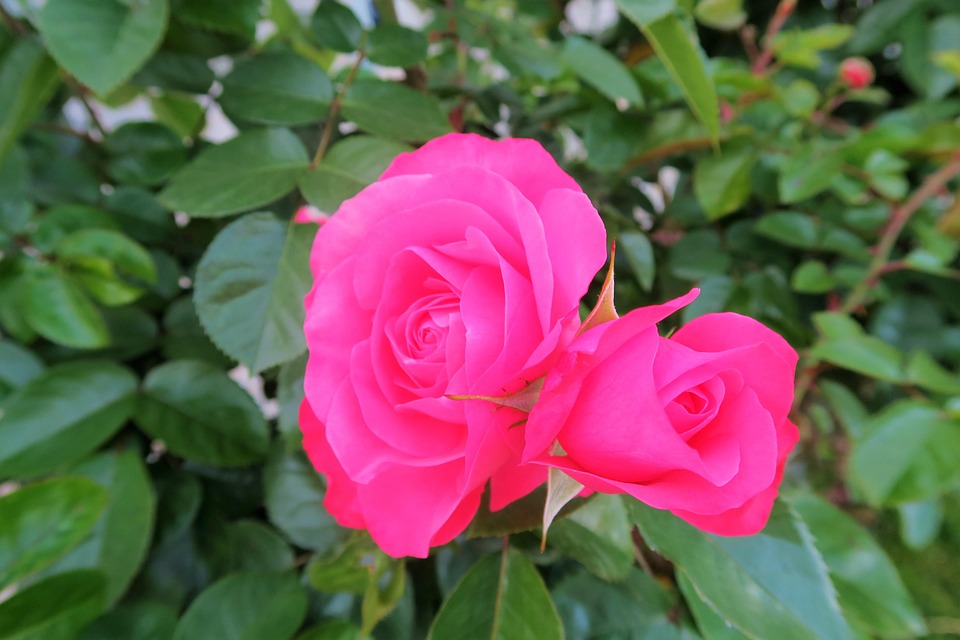 蜜耻母 莉莉