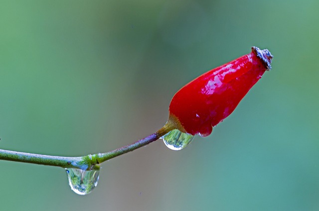 Free Shrub Rose Rose Hip photo and picture
