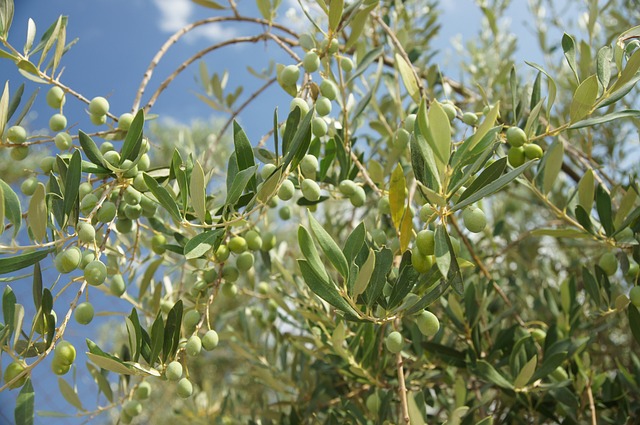 Træ, Olive, Oliven, Grøn, Frugt, Blade