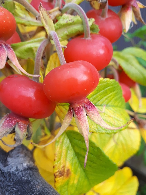 Free Rose Hip Autumn photo and picture