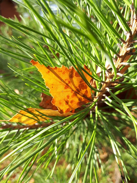 Free Autumn Pine photo and picture