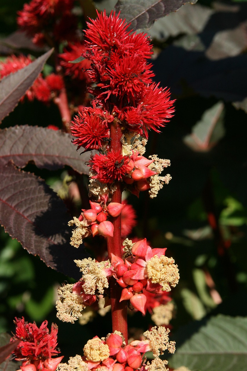 300,000+ Free Castor Plants & Plant Images - Pixabay