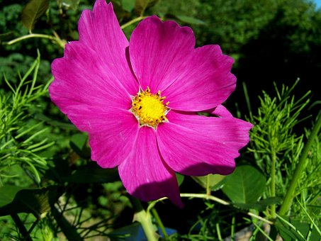 Anemone, Blume, Garten