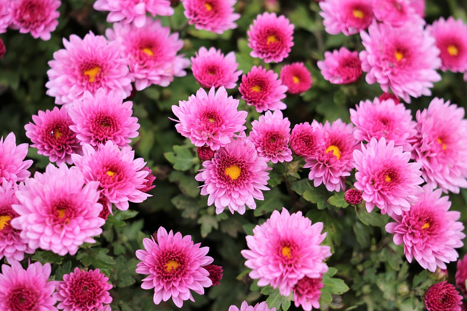 pink chrysanthemum plant flower