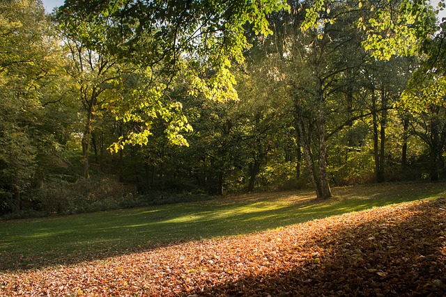 Free Forest Harburg photo and picture