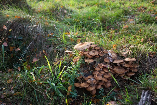 Free Forest Nature photo and picture
