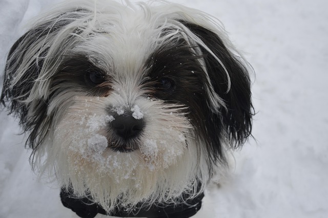 Neve, Cachorro, Animal, Inverno
