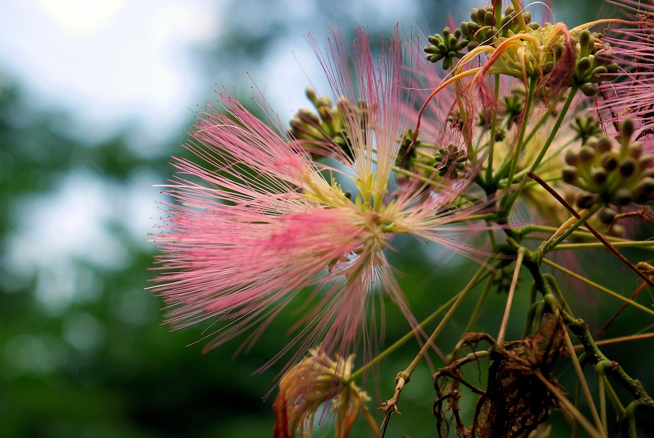 Mimosa Puu Kukka Mimoosa Kukkivat Ilmainen Valokuva Pixabayssa Pixabay Mimosa Puu Kukka Mimoosa Kukkivat Ilmainen Valokuva Pixabayssa Pixabay