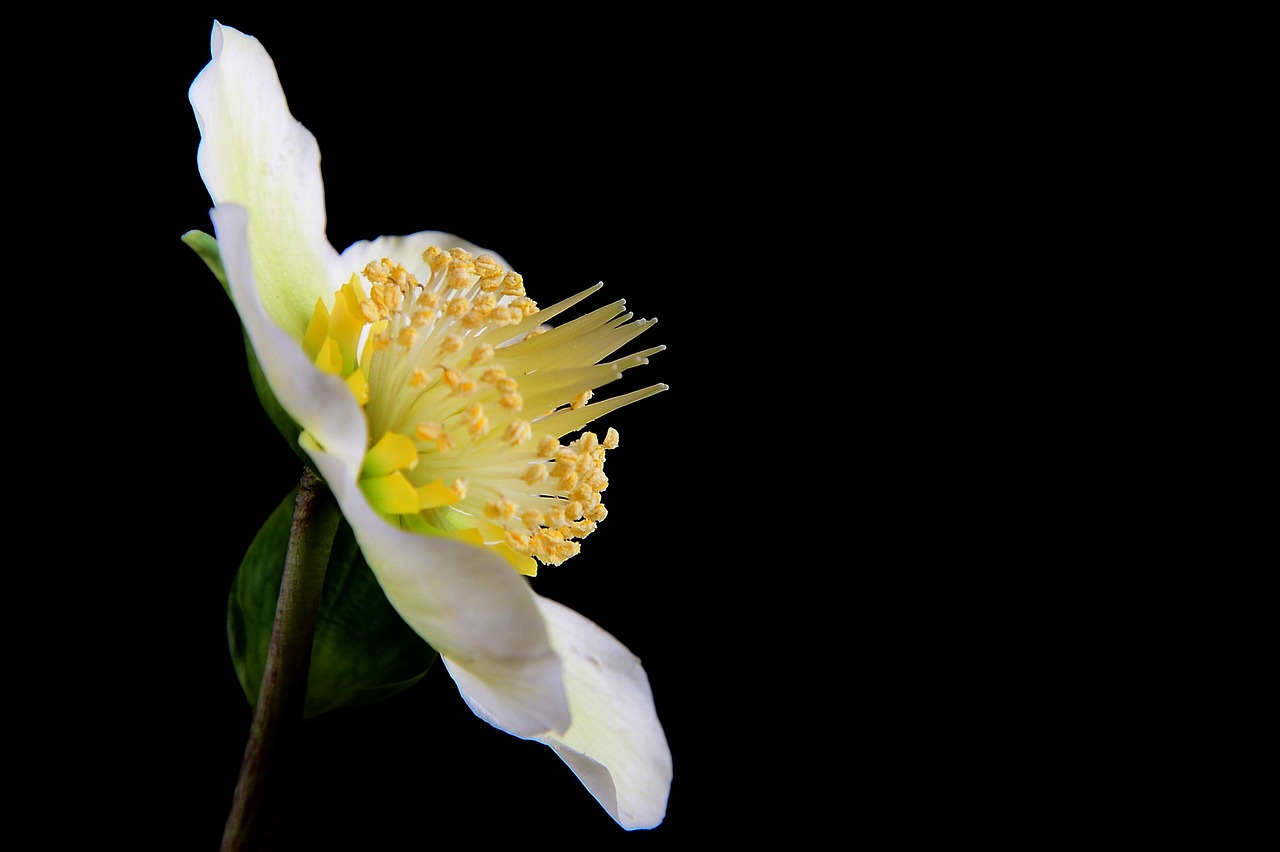 20-000-free-christmas-roses-nature-images-pixabay