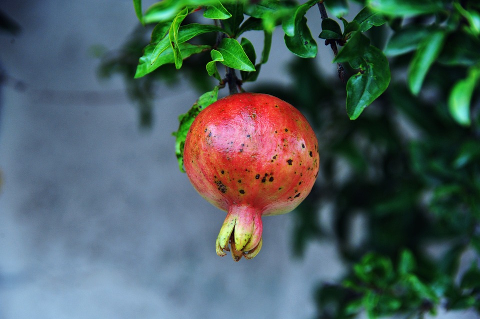 석류 열매 식물 - Pixabay의 무료 사진 - Pixabay