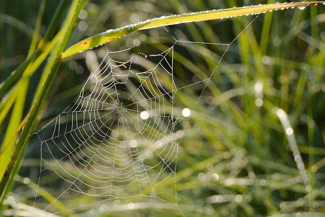 Gossamer Insects 10+ Free Gossamer & Nature Images - Pixabay