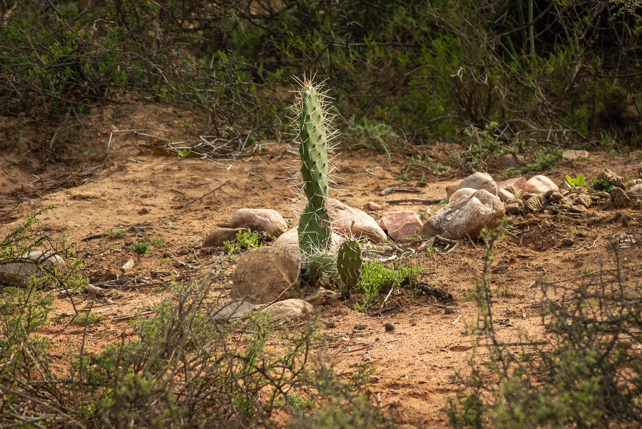 singing kaktus Singing Dancing Cactus main image 1