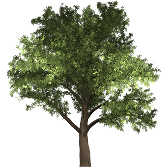 Free Tree Robinia illustration and picture