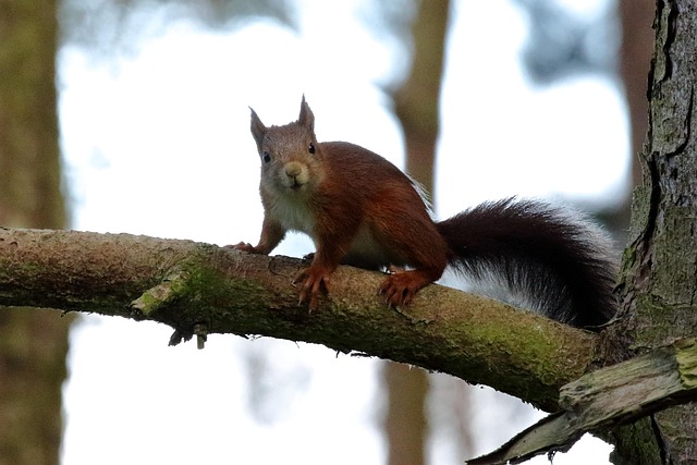 Free Red Squirrel Formby photo and picture