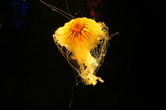 Free Jellyfish Aquarium photo and picture