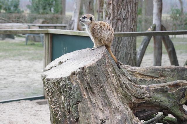 Free Meerkat Tree Trunk photo and picture