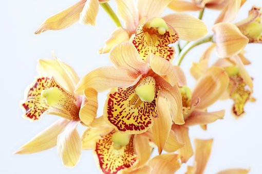 Orchidee, Orange, Blüte, Blume