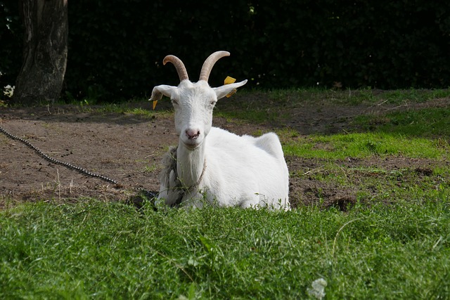 Free Goat Animal photo and picture