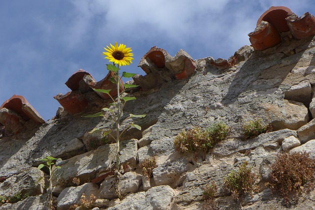 Free Sunflower Plant photo and picture