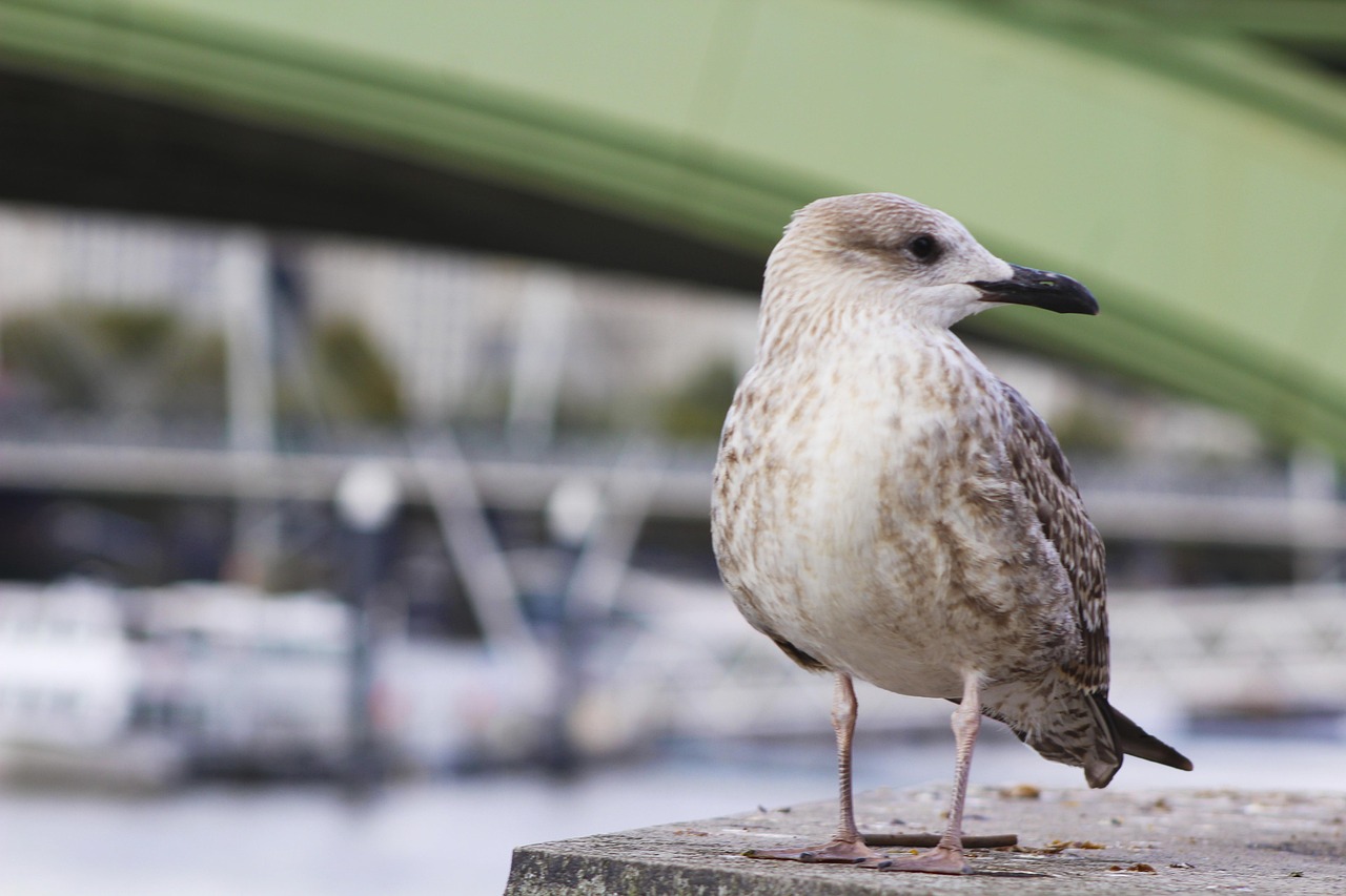 Bird - free online jigsaw puzzle photo