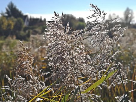 Free Nature Grou photo and picture